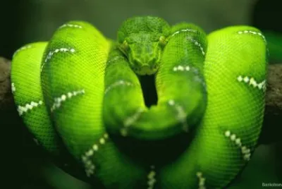 Pitone verde