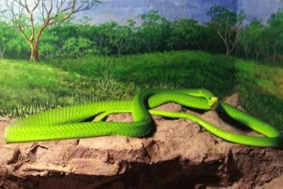 mamba verde
