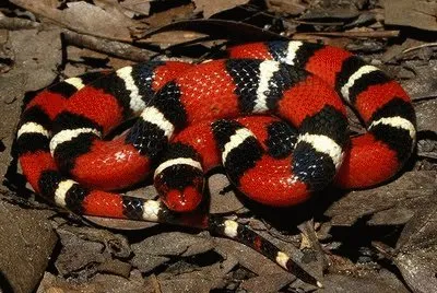 serpente corallo