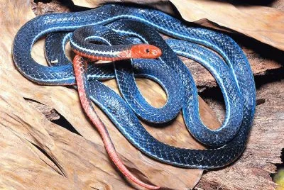 serpente corallo blu