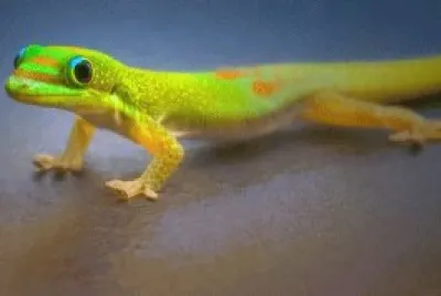 geco colorato
