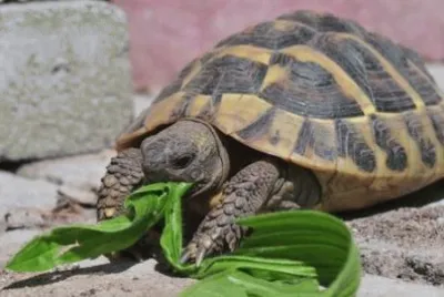 tartaruga di terra