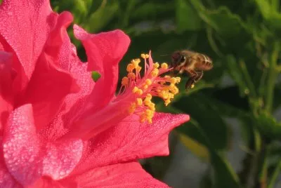 èŠ±