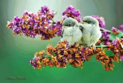 פאזל של Oiseau