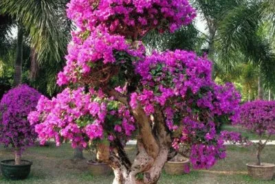 Bonsai de flores Rosa