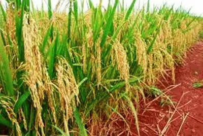 Plantação de Arroz