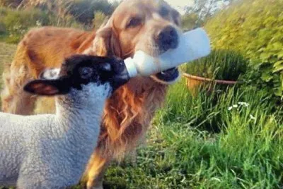 animais