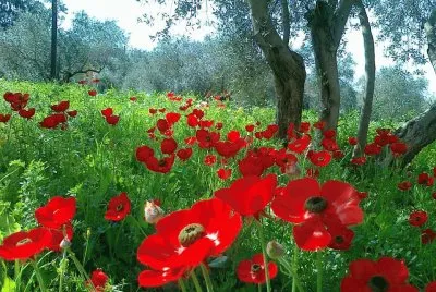 flor