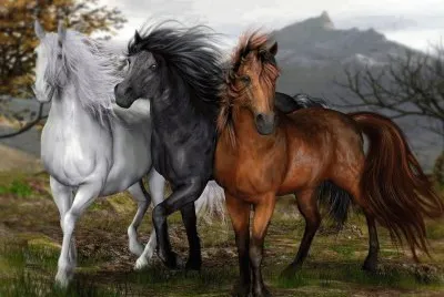 animais