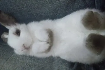 å…”å…”ç…§ç‰‡