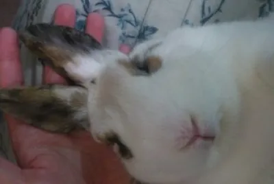 å°å‚‘