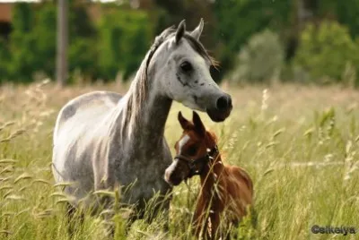 royal rudy e shady