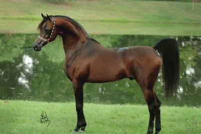 marwan al shaqab