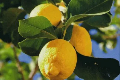 Limoner jigsaw puzzle