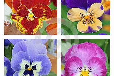 Foto jigsaw puzzle
