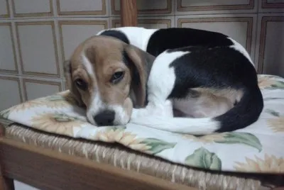 Ginger in relax