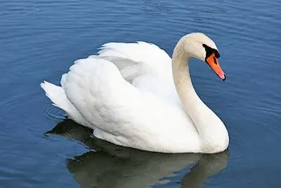 cisne jigsaw puzzle