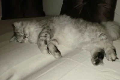 chat