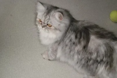chat