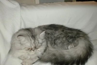 chat
