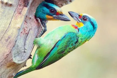 pÃ¡jaros de colores