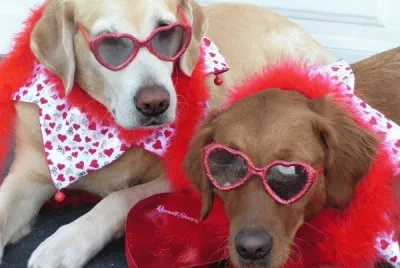 Valentine Dogs at the Beach