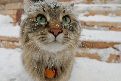 פאזל של winter