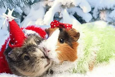 פאזל של winter