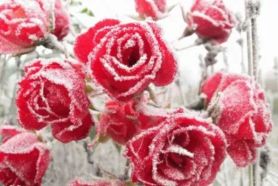 פאזל של winter