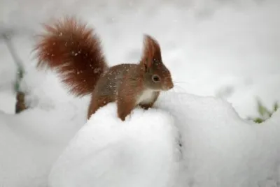 פאזל של winter