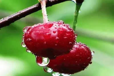 cerezas