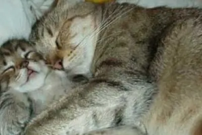 MARSU