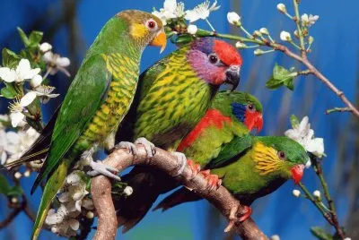 פאזל של Coloured Parrots