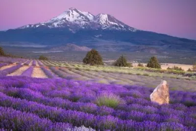 Lavender jigsaw puzzle