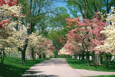 Dogwood Trees Kentucky  US jigsaw puzzle