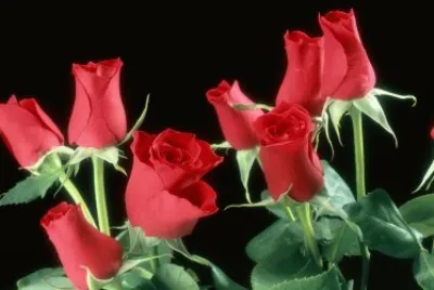 Red Roses jigsaw puzzle