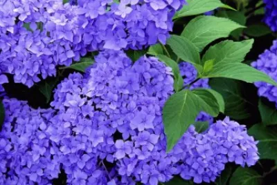 Hydrangea jigsaw puzzle