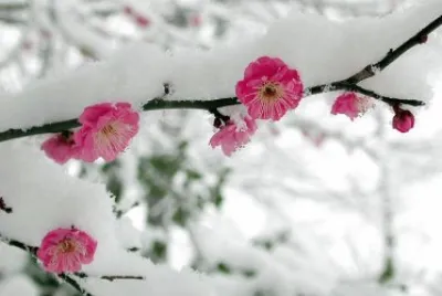 פאזל של winter