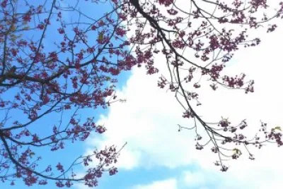 ç¾Žéº—æ«»èŠ±