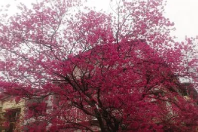 æ»¿å ‚ç´…