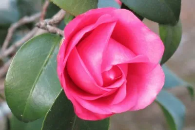 èŒ¶èŠ±