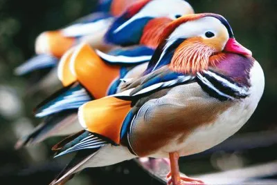 aves de colores 1