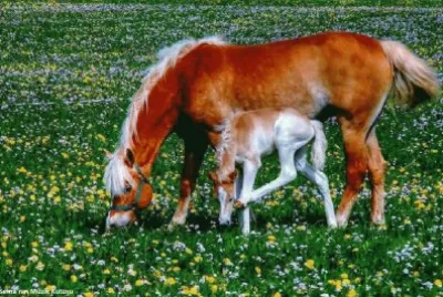 פאזל של cavalos