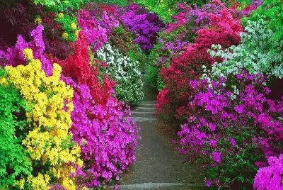 פאזל של flor