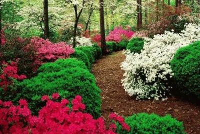פאזל של flor