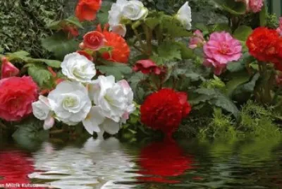פאזל של flor