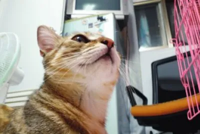 å¥³çŽ‹æ´›