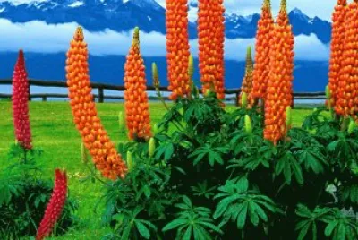 Flowers in Argentina