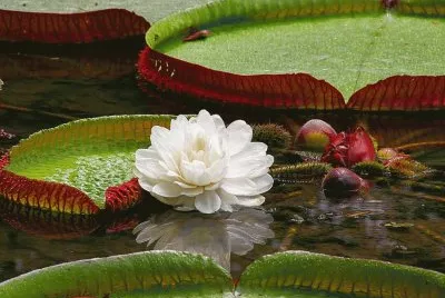 Victoria Regia  Amazonas