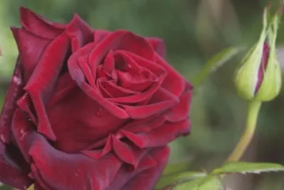 Rose jigsaw puzzle